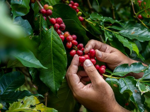 Hands picking coffee beans from a tree.