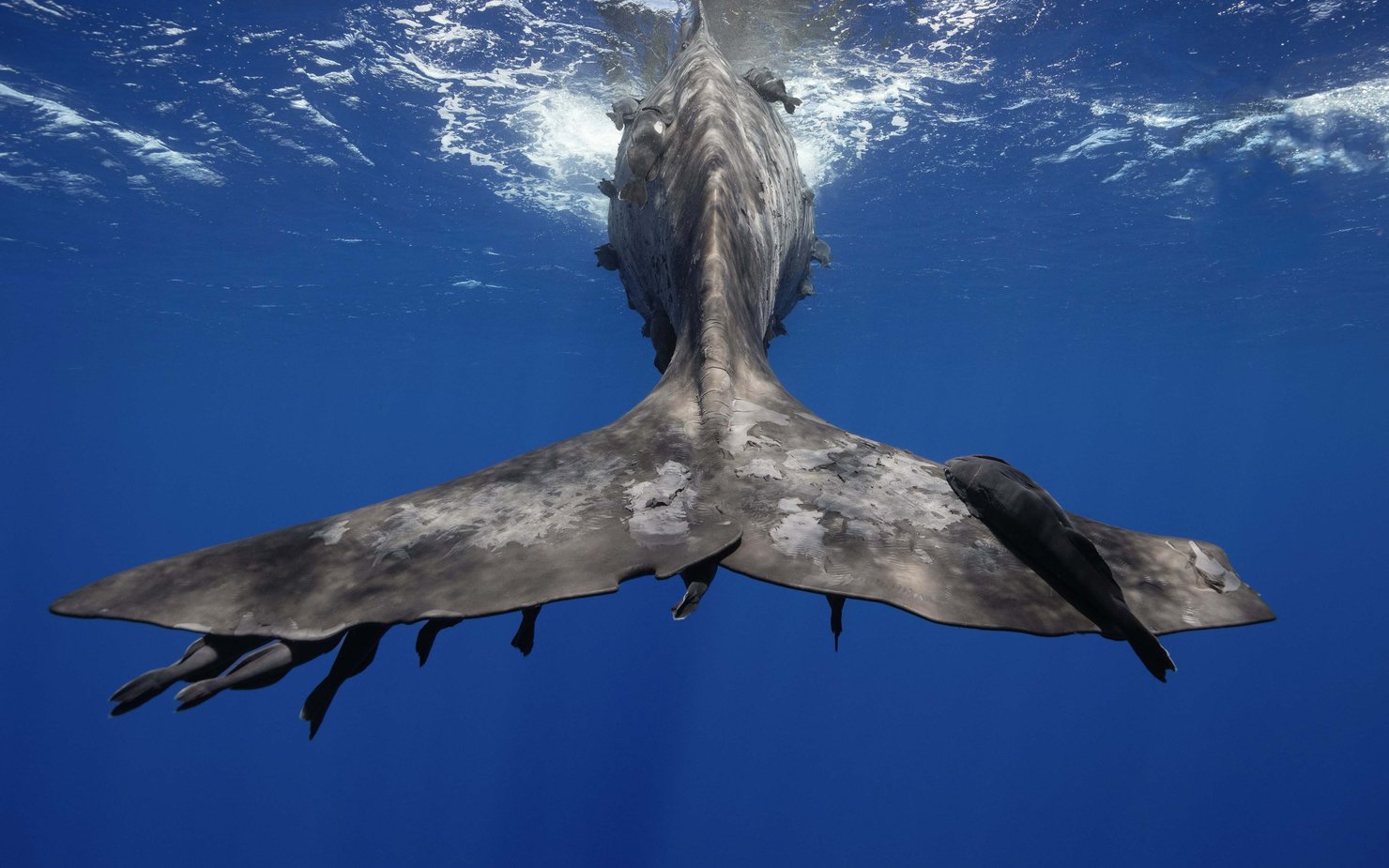 Azzam Work_ Underwater Photography_13