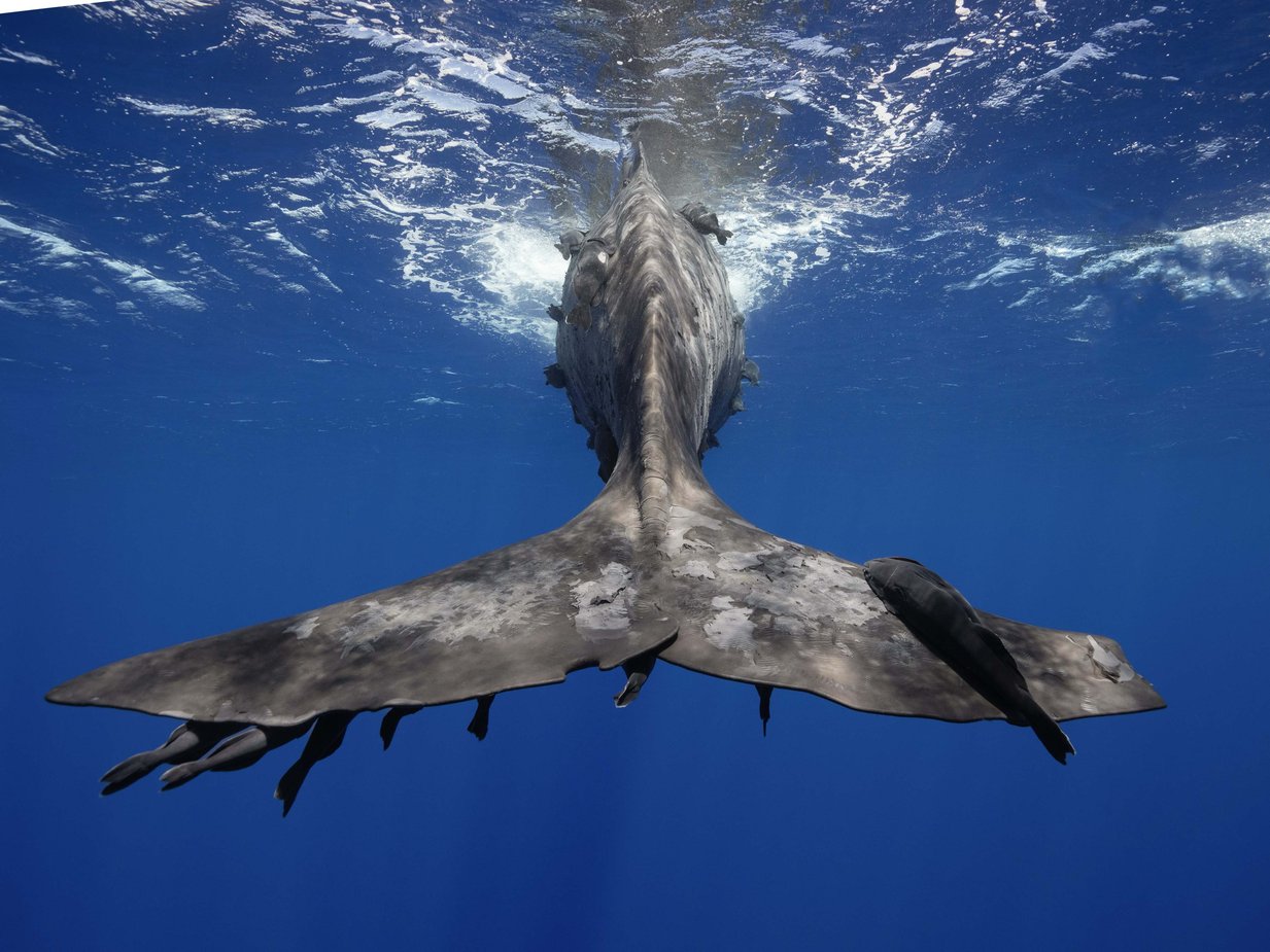 Azzam Work_ Underwater Photography_13