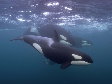 عزام المناعي _ 19