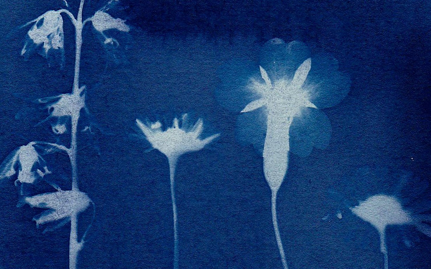 Floral Cyanotype print