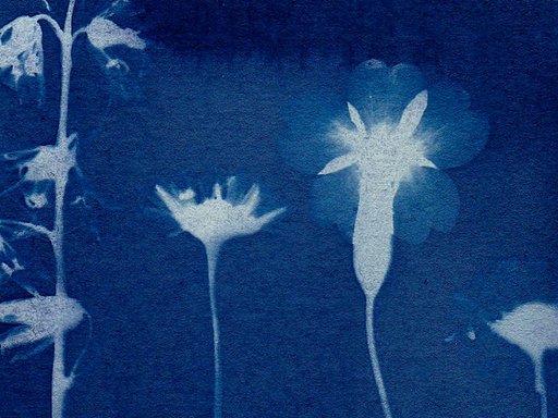 Floral Cyanotype print