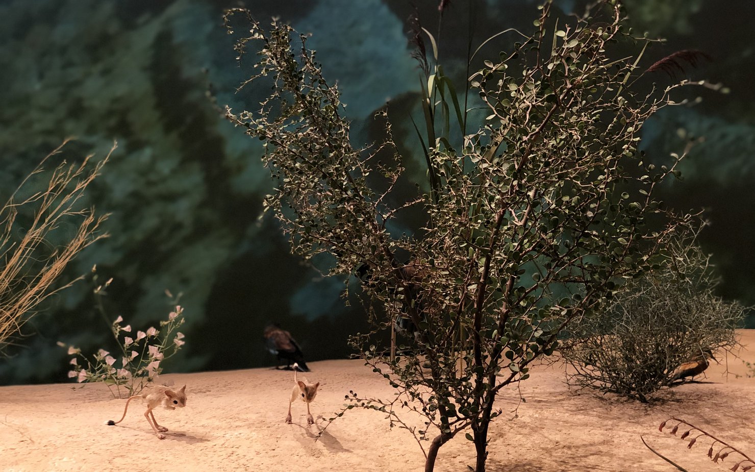 A close of up one of Qatar's native plants on display at the National Museum of Qatar