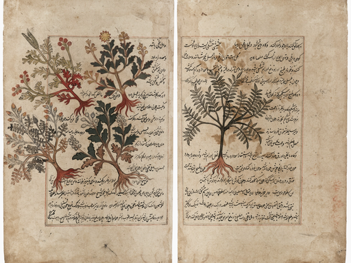 The Blessings of Quranic Plants and their Meanings