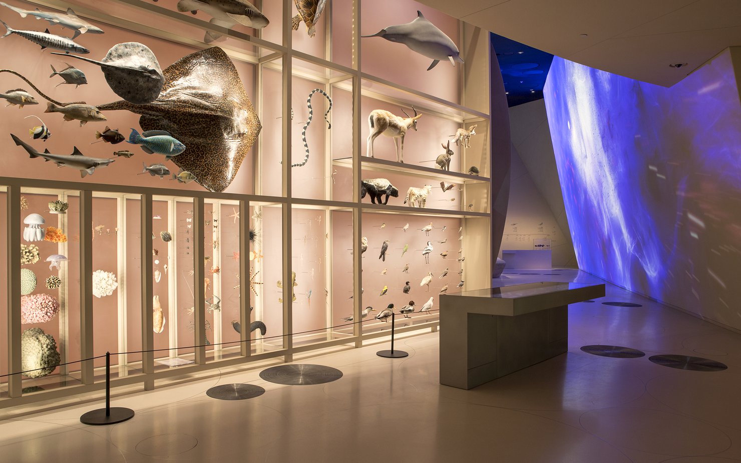 A view of NMoQ's gallery showcasing Qatar's diverse aquatic life