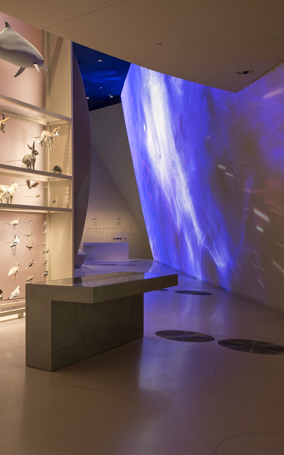 A view of NMoQ's gallery showcasing Qatar's diverse aquatic life