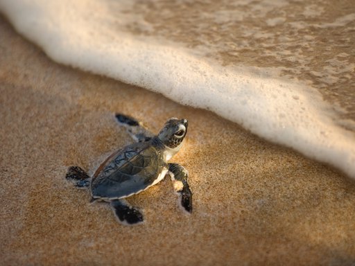 Turtle at the shoreline