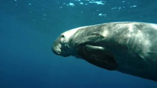 A snippet from Dugongs: Fascinating Marine Animals at Risk showcasing a dugong underwater