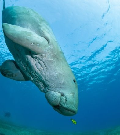 Dugong diving deep in the sea