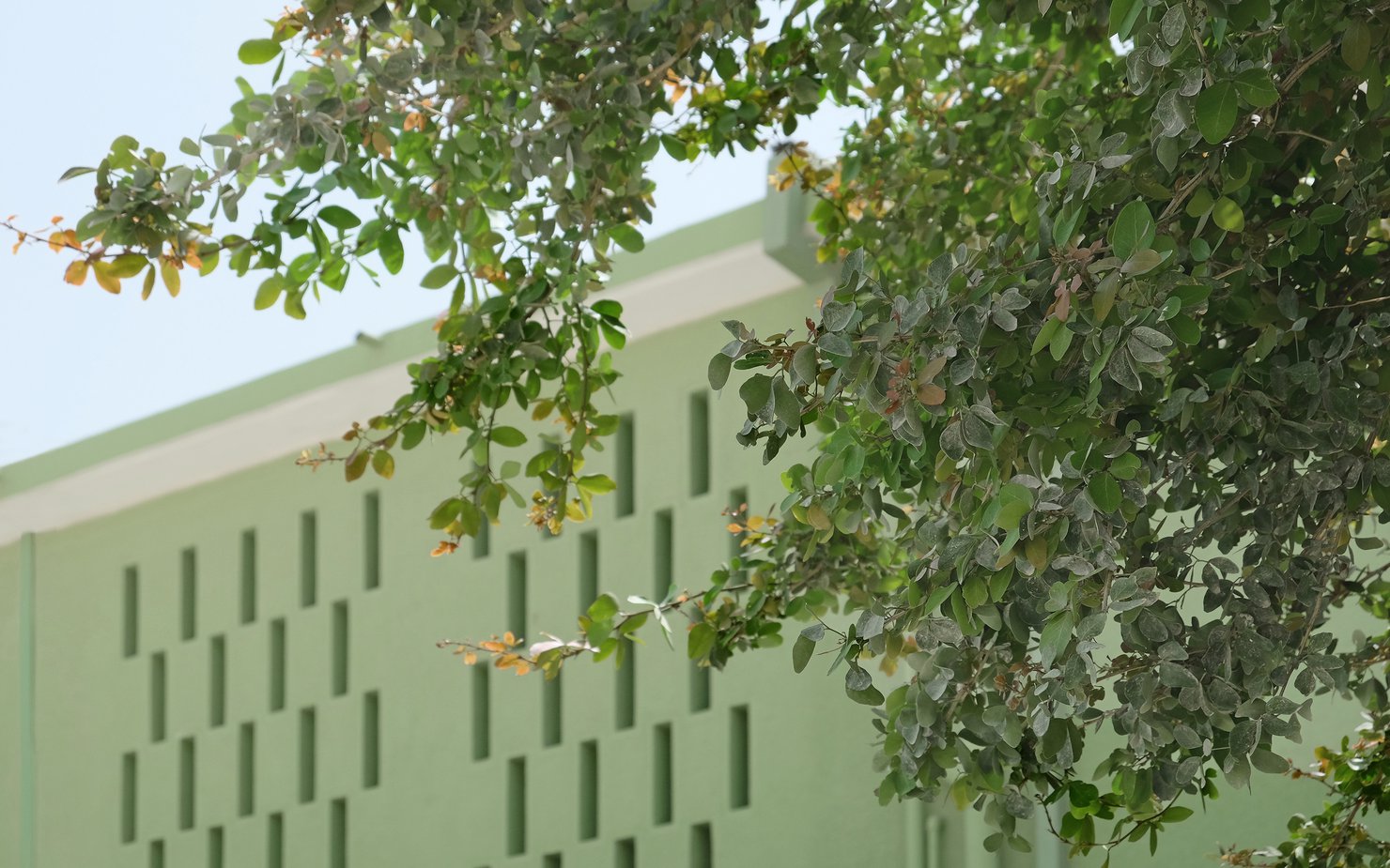 Green wall with narrow holes for sunlight and tree in the foreground.