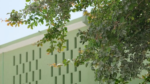 Green wall with narrow holes for sunlight and tree in the foreground.