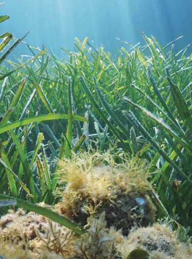 A healthy underwater seagrass meadow