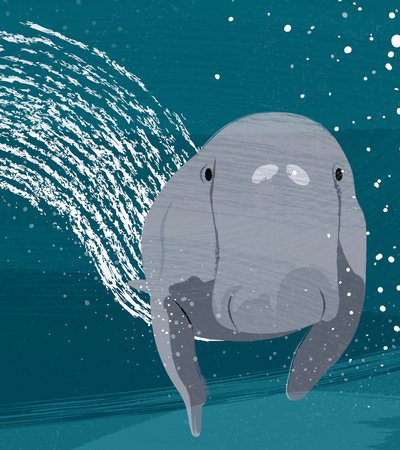 An Illustration showing a dugong's face