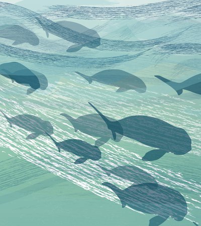 An illustrated group of dugongs swimming including mothers with calves