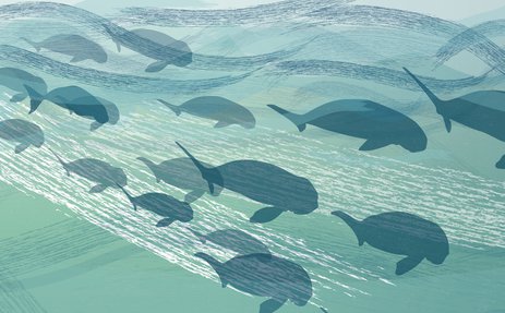 An illustrated group of dugongs swimming including mothers with calves