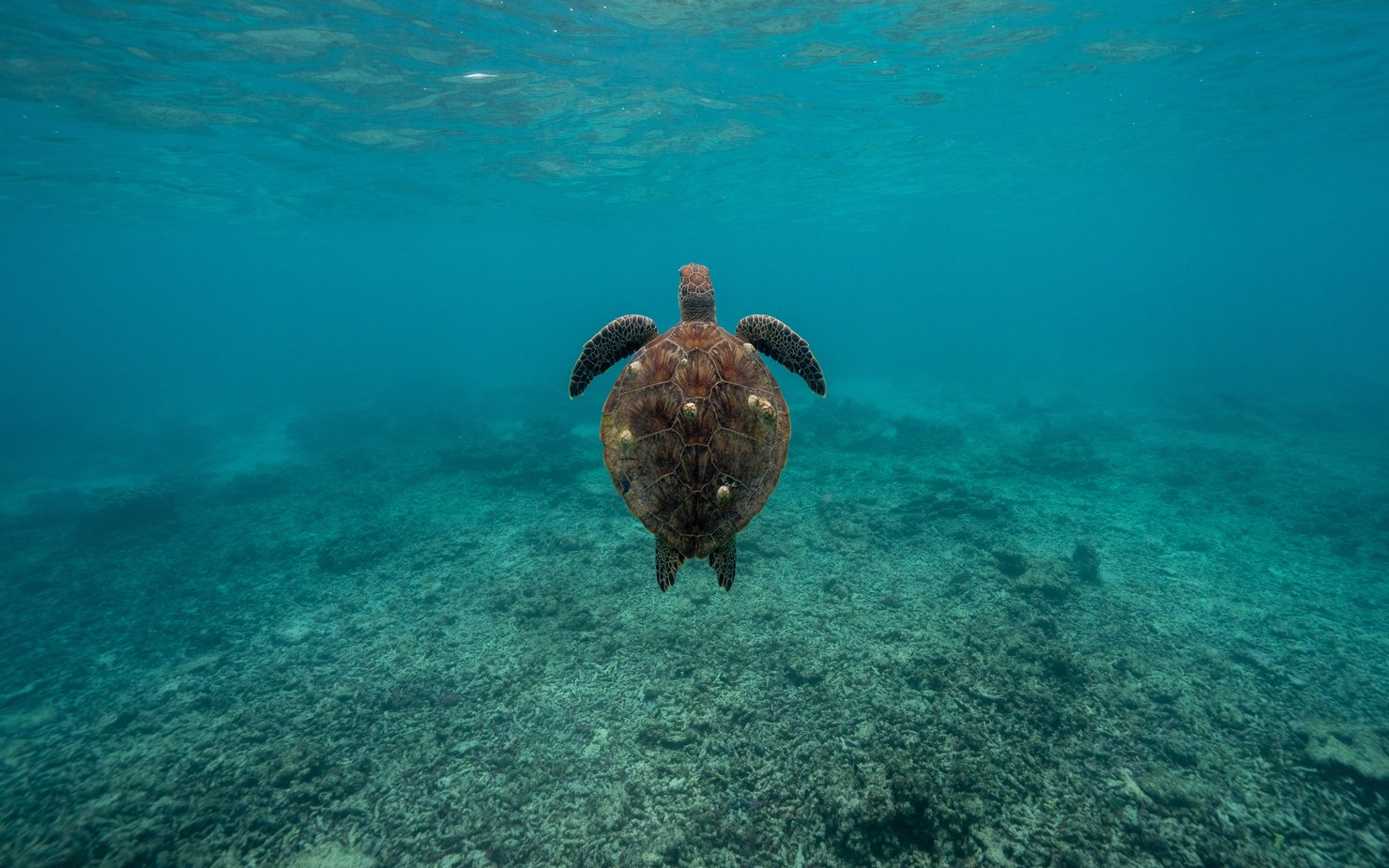 turtle