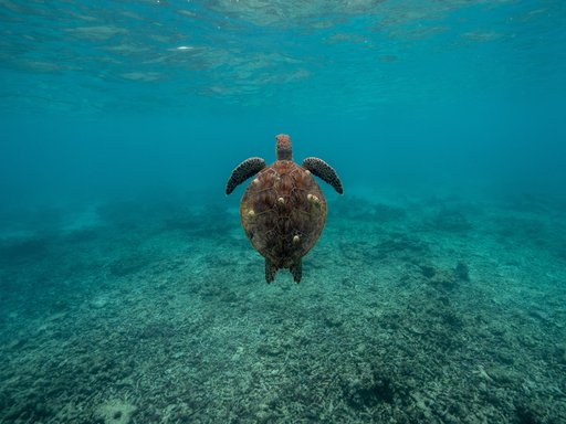 turtle