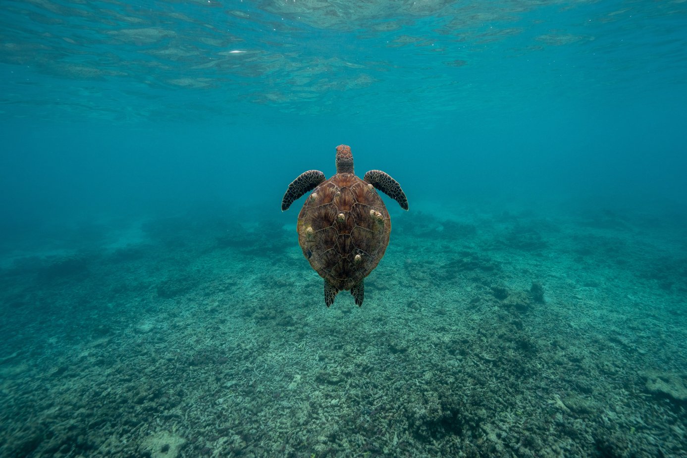 turtle