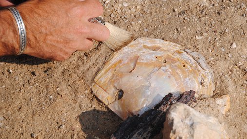 A close-up shot of an archeologist's hand as it brushes a half-buried fossil.