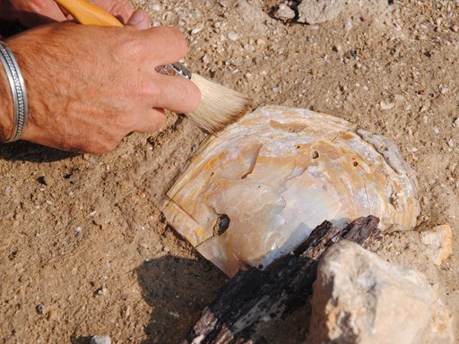 A close-up shot of an archeologist's hand as it brushes a half-buried fossil.