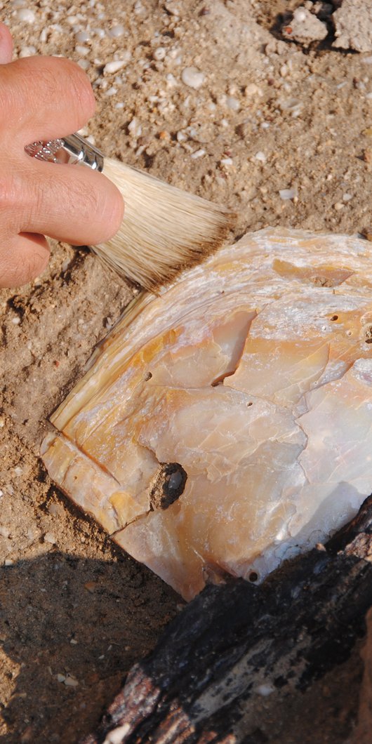 A close-up shot of an archeologist's hand as it brushes a half-buried fossil.