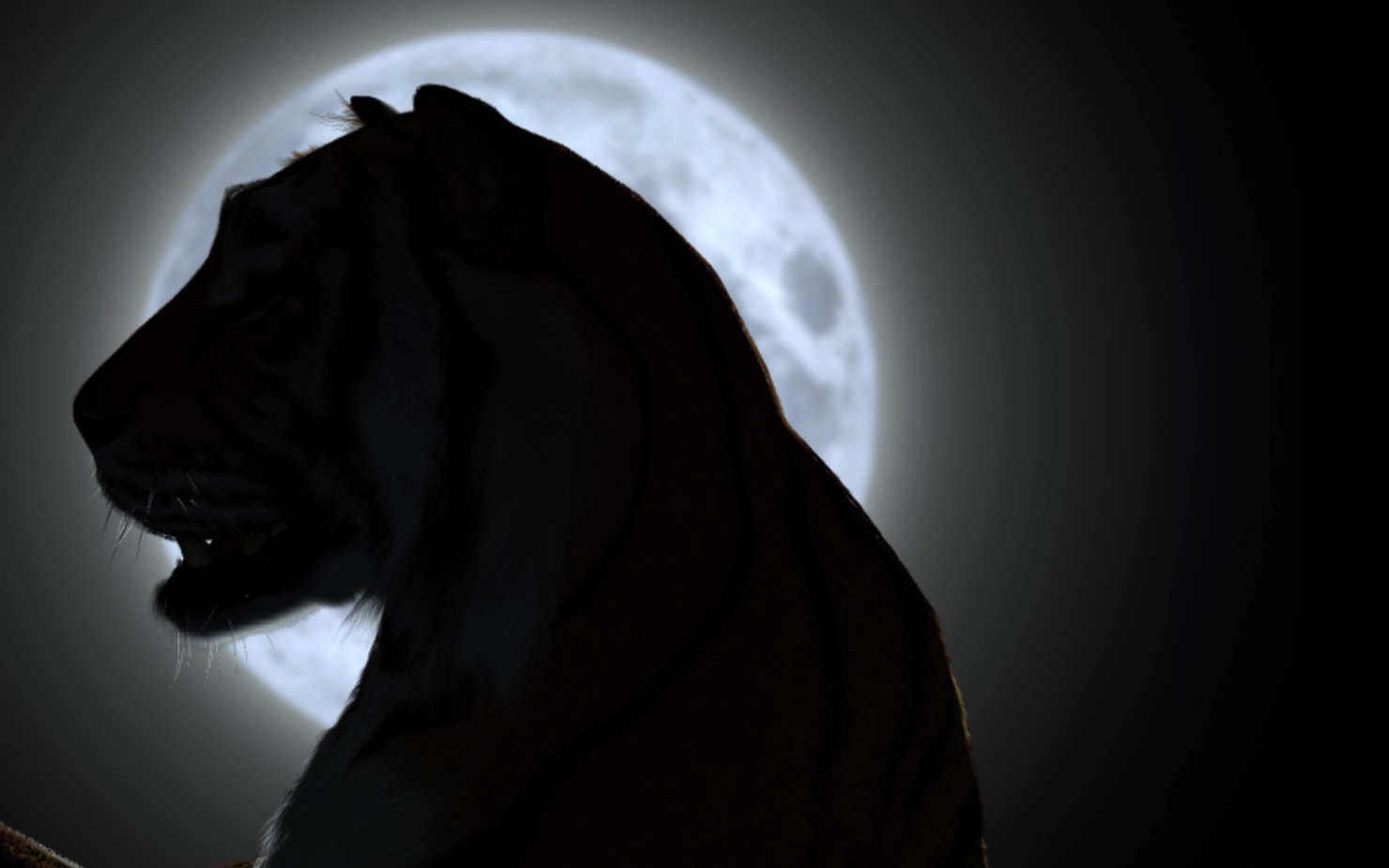 Portrait of a tiger darkened by moonlight.