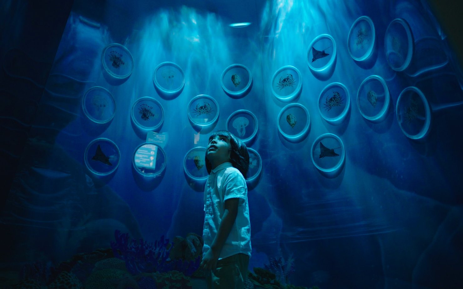 A boy looking at an insect display at the National Museum of Qatar.